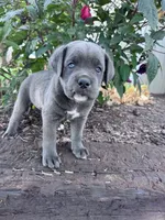 Rambo, a male Cane Corso for sale in Hopkinsville, KY – 3 of 5