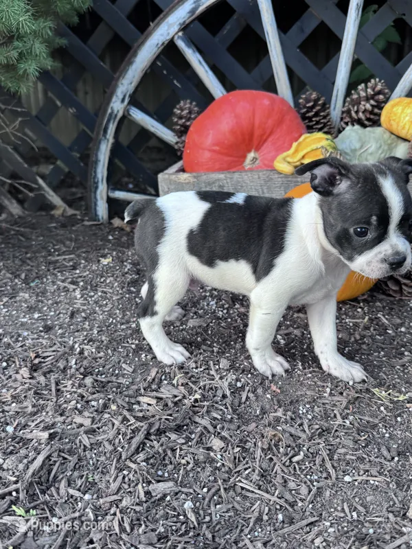 Domino – Boston Terrier puppy for sale in Hopkinsville, KY