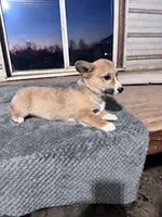 Snoopy, a male Pembroke Welsh Corgi for sale in Hopkinsville, KY – Photo 2 of 4