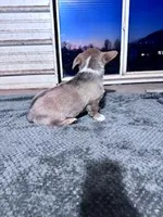 Snoopy, a male Pembroke Welsh Corgi for sale in Hopkinsville, KY – Photo 4 of 4