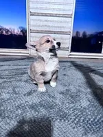 Snoopy, a male Pembroke Welsh Corgi for sale in Hopkinsville, KY – Photo 1 of 4