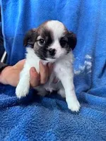 Archie, a male Chihuahua for sale in Hopkinsville, KY – Photo 2 of 6