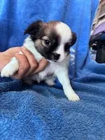 Archie, a male Chihuahua for sale in Hopkinsville, KY – Photo 4 of 6