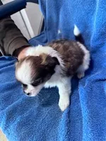 Archie, a male Chihuahua for sale in Hopkinsville, KY – Photo 6 of 6