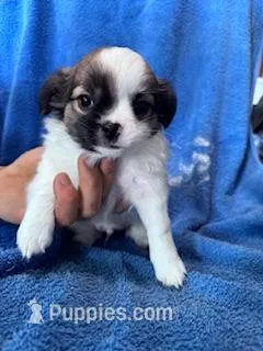 Archie, a male Chihuahua for sale in Hopkinsville, KY – Photo 1 of 6