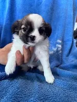 Archie, a male Chihuahua for sale in Hopkinsville, KY – Photo 1 of 6