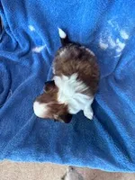 Archie, a male Chihuahua for sale in Hopkinsville, KY – Photo 3 of 6