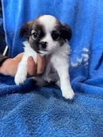Archie, a male Chihuahua for sale in Hopkinsville, KY – Photo 5 of 6