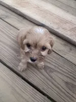 Coco, a female Cavapoo for sale in Hopkinsville, KY – 5 of 5