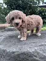Sofia, a female Havapoo for sale in Hopkinsville, KY – 6 of 6