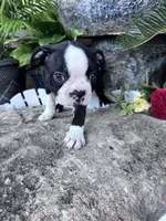 Bobo, a male Boston Terrier for sale in Hopkinsville, KY – 6 of 6
