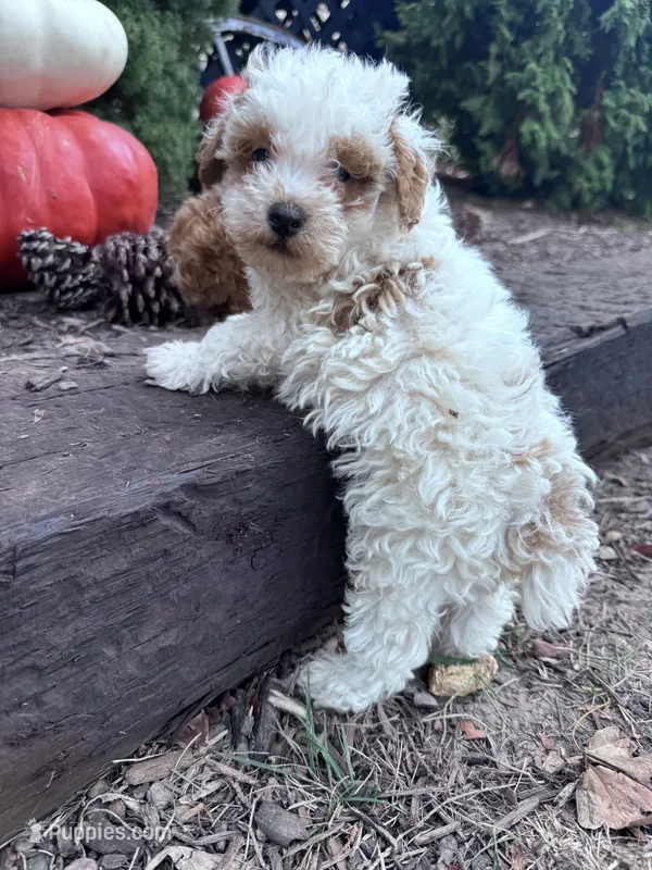 Snoopy  – Poodle - Miniature  puppy for sale in Hopkinsville, KY