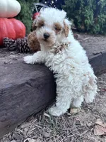 Snoopy , a male Poodle - Miniature  for sale in Hopkinsville, KY – 1 of 4