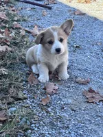Molly, a female Pembroke Welsh Corgi for sale in Hopkinsville, KY – 3 of 6