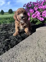 Teddy, a male Cavapoo for sale in Hopkinsville, KY – 2 of 4