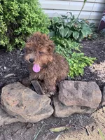 Snuffy, a male Yorkipoo for sale in Hopkinsville, KY – 5 of 5