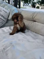 Teddy , a male Yorkipoo for sale in Hopkinsville, KY – 4 of 8