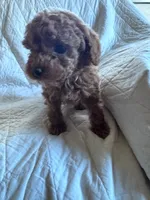 processed/8776a259-722b-4492-bcc8-97f70ed4d883/listing/559feba4-a4f7-42df-9b63-6b8f8a3c081a/844c1c81-d8ce-4efa-9b0d-39ffde434e87