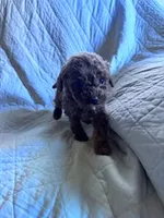 processed/8776a259-722b-4492-bcc8-97f70ed4d883/listing/559feba4-a4f7-42df-9b63-6b8f8a3c081a/9bd68c9c-bb0e-4cd9-9b23-6912b08c9727