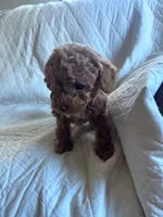 processed/8776a259-722b-4492-bcc8-97f70ed4d883/listing/559feba4-a4f7-42df-9b63-6b8f8a3c081a/9d12d87c-5a7e-4e9d-b8e8-21d2791a6af6