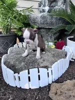 Ruby, a female Boston Terrier for sale in Hopkinsville, KY – 2 of 2