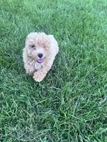 Peanut, a male Bichpoo for sale in Hopkinsville, KY – 4 of 4