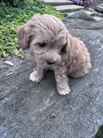 Sofia, a female Havapoo for sale in Hopkinsville, KY – 2 of 6
