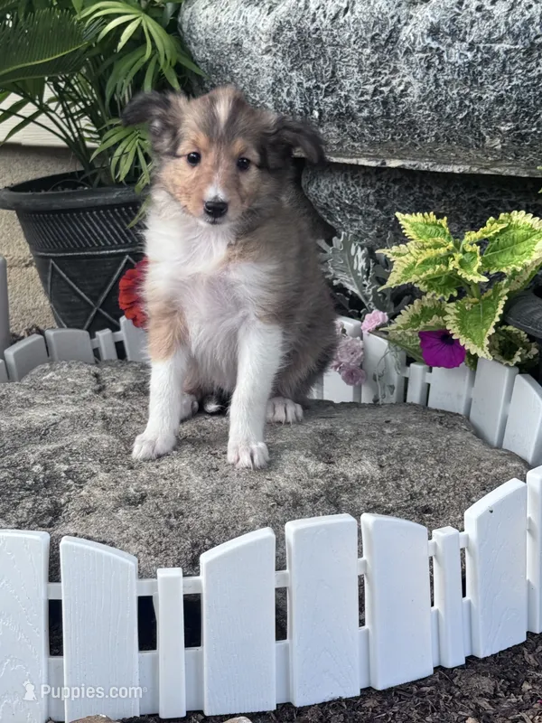 Bonnie – Shetland Sheepdog puppy for sale in Hopkinsville, KY