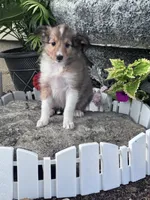 Bonnie, a female Shetland Sheepdog for sale in Hopkinsville, KY – 1 of 5
