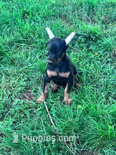 Ace – Doberman Pinscher puppy for sale in Hopkinsville, KY