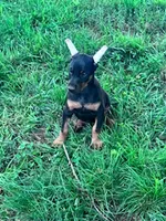 Ace, a male Doberman Pinscher for sale in Hopkinsville, KY – 1 of 6