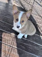 Chip, a male Pembroke Welsh Corgi for sale in Hopkinsville, KY – Photo 1 of 6