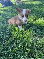 Chip, a male Pembroke Welsh Corgi for sale in Hopkinsville, KY – Photo 5 of 6