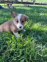 Chip, a male Pembroke Welsh Corgi for sale in Hopkinsville, KY – Photo 4 of 6