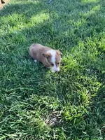 Chip, a male Pembroke Welsh Corgi for sale in Hopkinsville, KY – Photo 6 of 6