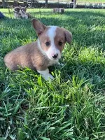 Chip, a male Pembroke Welsh Corgi for sale in Hopkinsville, KY – Photo 3 of 6