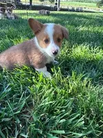 Chip, a male Pembroke Welsh Corgi for sale in Hopkinsville, KY – Photo 2 of 6
