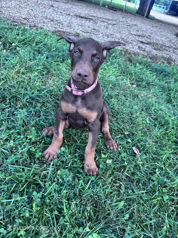 Darla – Doberman Pinscher puppy for sale in Hopkinsville, KY