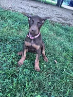 Darla, a female Doberman Pinscher for sale in Hopkinsville, KY – 1 of 6