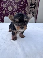 Daisy, a female Yorkshire Terrier for sale in Hopkinsville, KY – 5 of 5