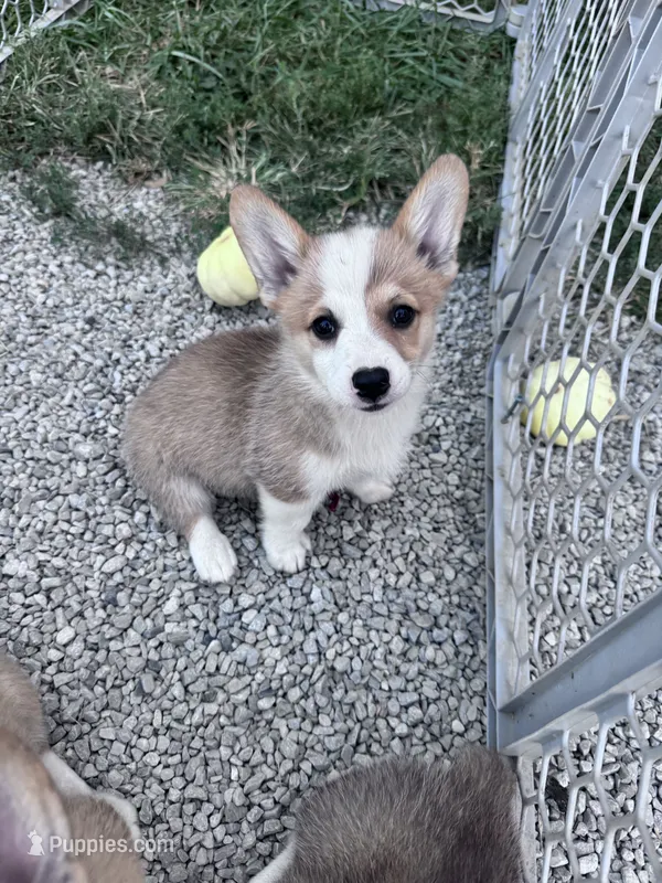 Sunny – Pembroke Welsh Corgi puppy for sale in Hopkinsville, KY