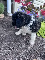 Oreo, a female Yorkipoo for sale in Hopkinsville, KY – 3 of 6