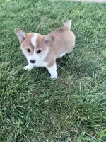 Freddy, a male Pembroke Welsh Corgi for sale in Hopkinsville, KY – 3 of 5