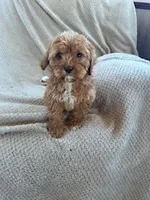 Sally , a female Cavapoo for sale in Hopkinsville, KY – Photo 4 of 4