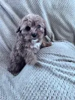 Sally , a female Cavapoo for sale in Hopkinsville, KY – Photo 3 of 4