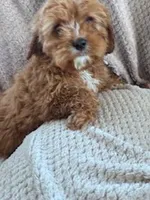 Sally , a female Cavapoo for sale in Hopkinsville, KY – Photo 2 of 4