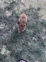 Teddy , a male Poodle - Miniature  for sale in Hopkinsville, KY – 2 of 4