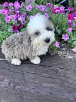 Winnie, a male Sheepadoodle for sale in Hopkinsville, KY – 2 of 5