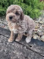 Pearl, a female Poodle - Miniature  for sale in Hopkinsville, KY – 2 of 5
