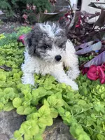 Precious, a female Yorkipoo for sale in Hopkinsville, KY – 4 of 5